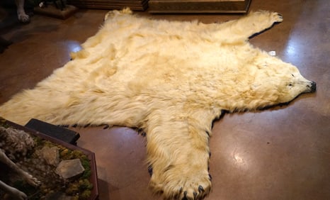 Polar Bear Rug Taxidermy Mount