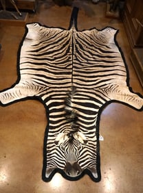 African Chapman's Zebra Rug Taxidermy Mount