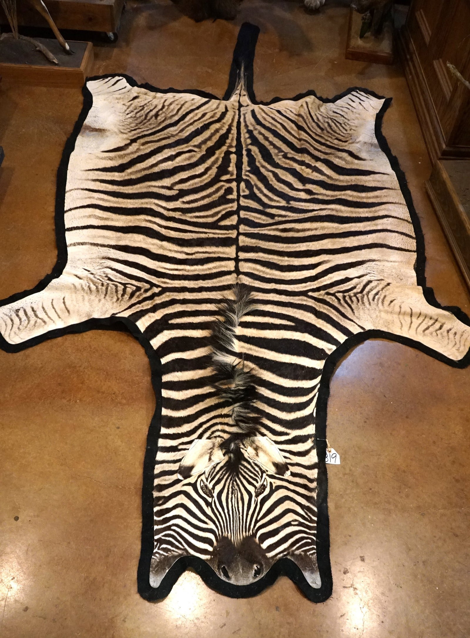 African Chapman's Zebra Rug Taxidermy Mount: This Rug is clean and in very good condition. It measures 11 feet and 3" long from the tip of the nose to the tip of the tail. At the widest point the Rug is 6ft. & 2" wide.