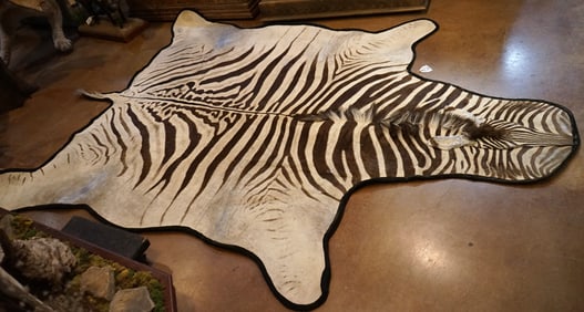 Nice East African Grants Zebra Rug Taxidermy Mount
