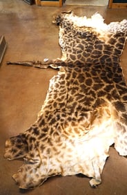 Partial Tanned Giraffe Backskin Taxidermy