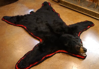 Nice Black Bear Rug Taxidermy Mount