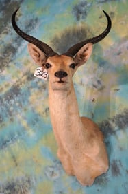 # 12 All Time Record Book African Sudan Bohor Reedbuck Shoulder Taxidermy Mount