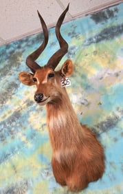 Very, Very Rare African # 2 All Time Record Book Ssese Island Sitatunga Shoulder Taxidermy Mount