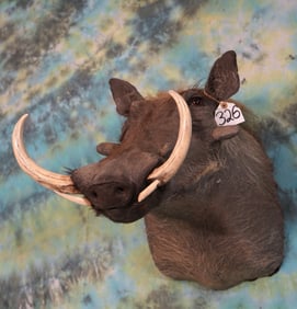 Big Record Class African Warthog Shoulder Taxidermy Mount