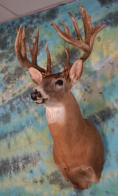 Super Wisconsin 219 3/8 gross Non Typical Hunting Preserve Whitetail Deer Shoulder Taxidermy Mount