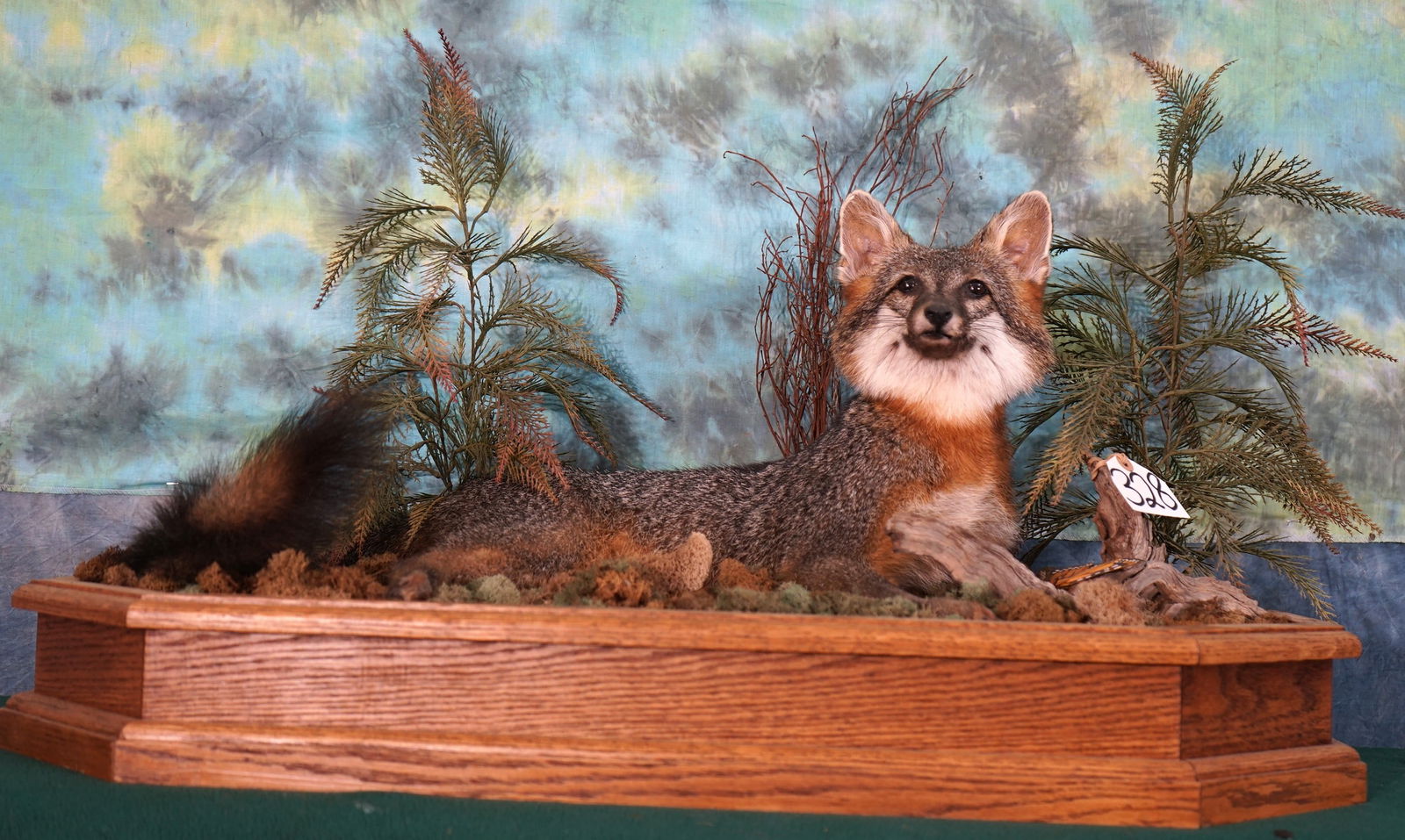 10+ Quality Gray Fox Full Body Taxidermy Mount on a Very Nice Habitat (1 of 4)