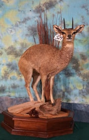 African Klipspringer Pygmy Antelope Full Body Taxidermy Mount in Habitat
