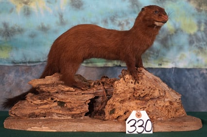 Full Body Mink in Natural Habitat Taxidermy Mount