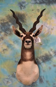 Pretty Blackbuck Antelope Shoulder Taxidermy Mount