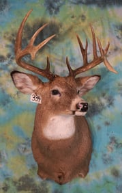 Very Handsome 15pts. Double Drop Canadian Whitetail Deer Shoulder Taxidermy Mount