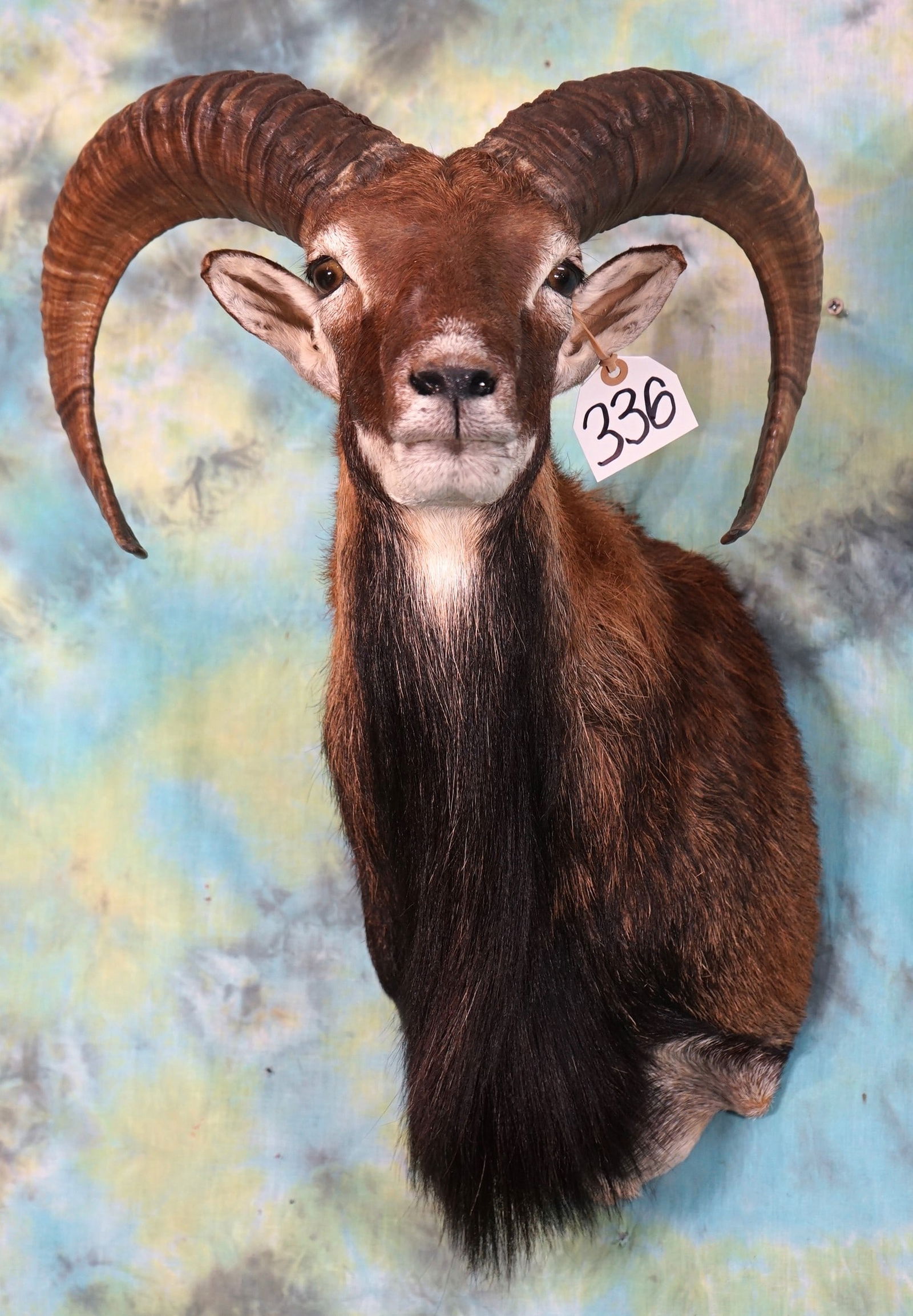 Pretty Mouflon Sheep Shoulder Taxidermy Ram Mount (1 of 2)