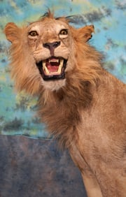 African Lion Full Body Taxidermy Mount in Habitat **Texas Residents Only!**