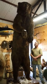 Monster 11ft.+ Kodiak Brown Bear Standing Full Body Taxidermy Mount