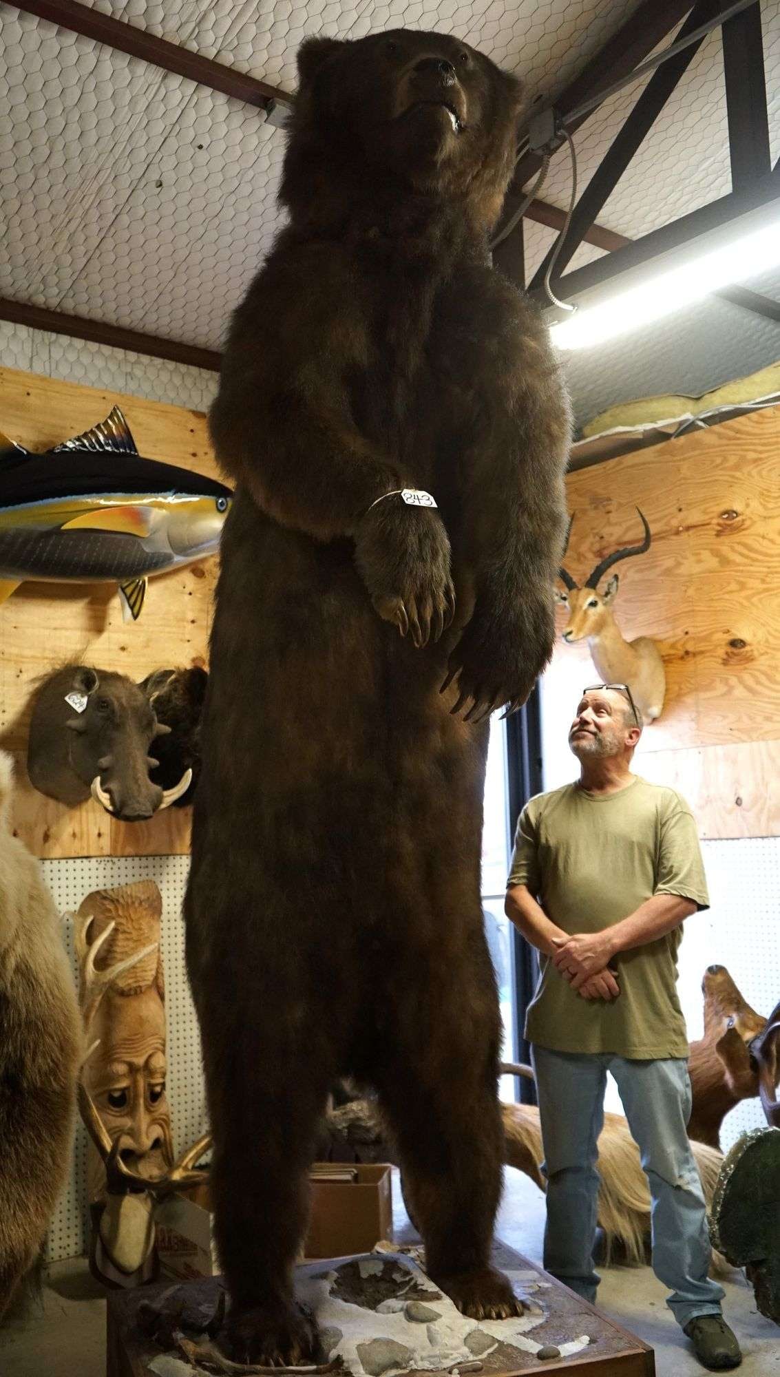 Monster 11ft.+ Kodiak Brown Bear Standing Full Body Taxidermy Mount (1 of 5)