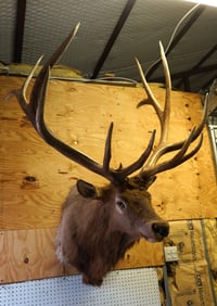 375 3/8" net Boone & Crockett Typical Elk Shoulder Taxidermy Mount