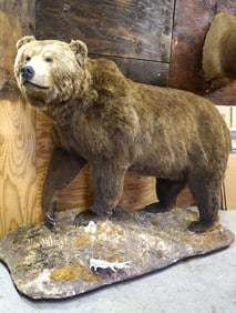 Big 10ft. 2" Alaskan Brown Bear in Habitat Full Body Taxidermy Mount