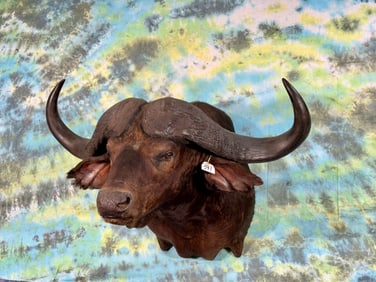 Awesome! Record Book Gold Medal 48" African Cape Buffalo Shoulder Taxidermy Mount