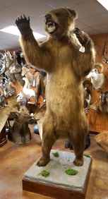 Super 9ft. 10 1/2" Standing Brown Bear Taxidermy Mount
