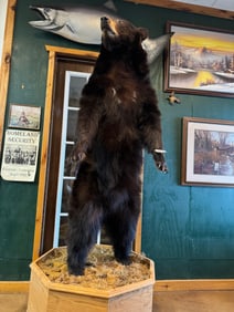 Very Nice Standing Black Bear Full Body Taxidermy Mount