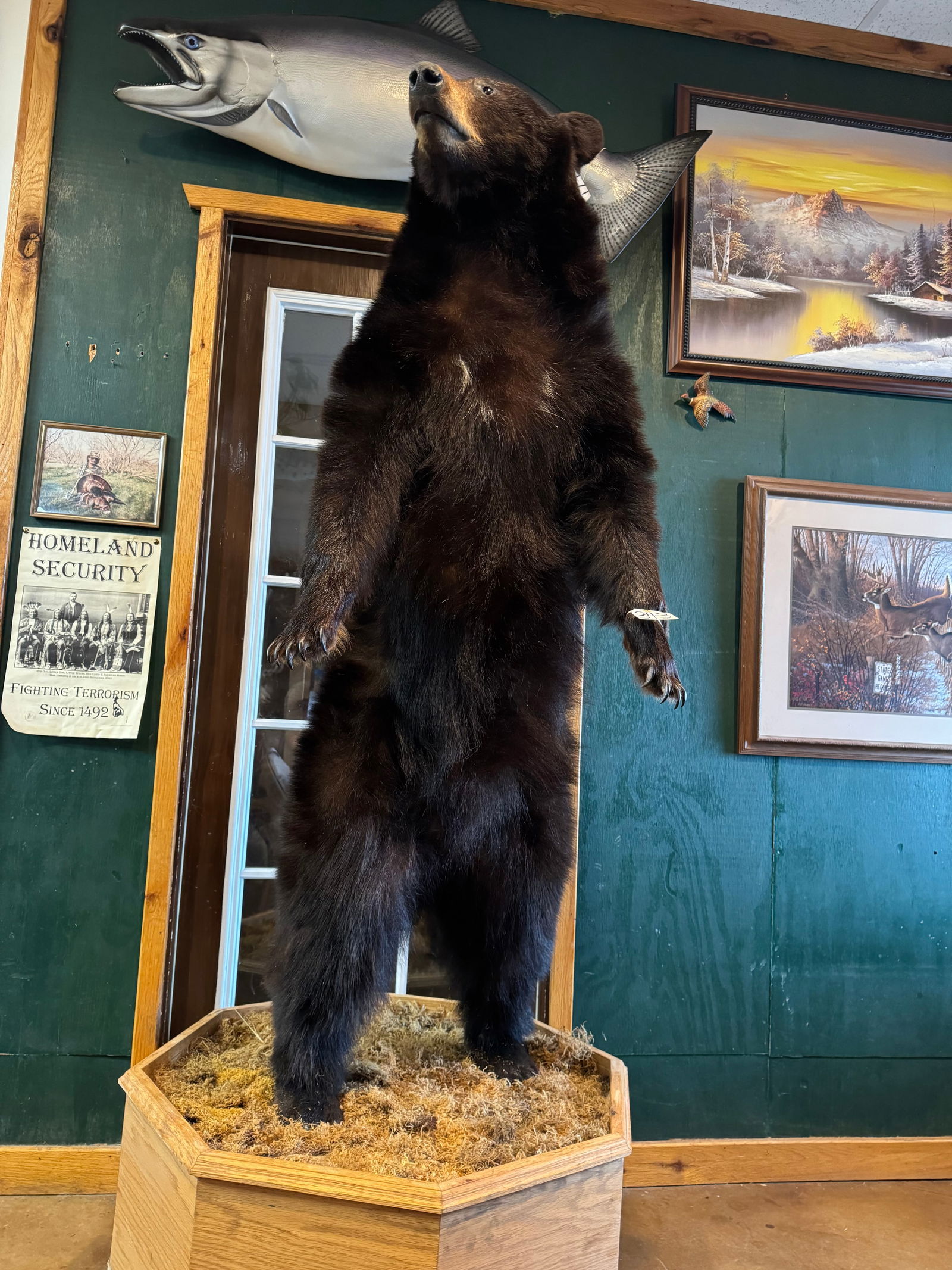 Very Nice Standing Black Bear Full Body Taxidermy Mount (1 of 5)