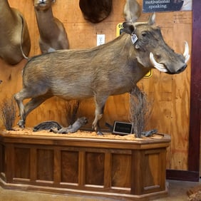 African Full Body Warthog Taxidermy Mount