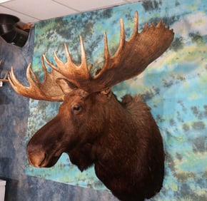 Big 27pts. Alaskan Moose Shoulder Taxidermy Mount