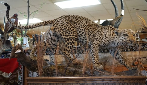 Gorgeous African Leopard Full Body Taxidermy Mount Fixed on High Quality Walnut Wood Cabinet **Texas