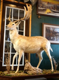 Beautiful Full Body Spotted Fallow Deer Taxidermy Mount in Habitat
