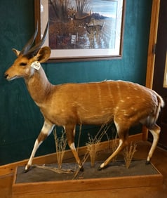 African Full Body Chobe Bushbuck Taxidermy Mount in Habitat