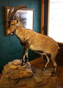 Majestic Rhonda Spanish Ibex Full Body Taxidermy Mount in Habitat