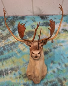Quebec Labrador Caribou Shoulder Taxidermy Mount