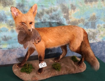 Full Body Red Fox with Squirrel in Habitat Taxidermy Mounts