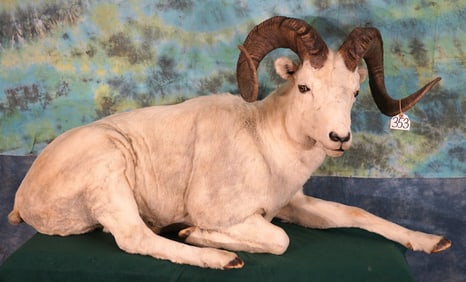 Alaskan Dall Sheep Full Body Taxidermy Mount