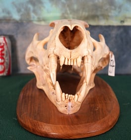 African Lion Complete Skull on Panel **Texas Residents Only!**