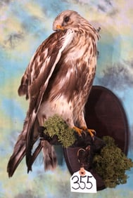 New Russian Buteo Hawk "Legal Captive Bred" Taxidermy Bird Mount