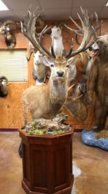 Super! 18 x 15 33pts. Gold Medal New Zealand Red Stag Shoulder Floor Pedestal Taxidermy Mount