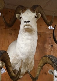 Yukon Dall Sheep Shoulder Taxidermy Ram Mount
