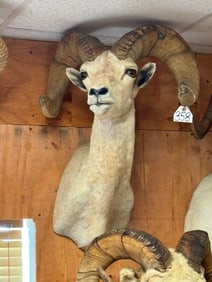 B & C Awards Book Desert Bighorn Sheep Shoulder Taxidermy Ram Mount