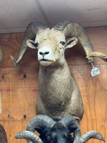 Rocky Mountain Bighorn Sheep Shoulder Taxidermy Ram Mount