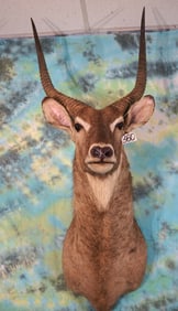 #18 Gold Medal High Record Book African Waterbuck Shoulder Taxidermy Mount
