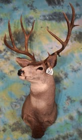 6 x 5 Montana Mule Deer Shoulder Taxidermy Mount