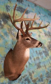 Big 10pt. with stickers Canadian Whitetail Deer Shoulder Taxidermy Mount