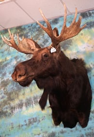 Beautiful Shiras Moose Shoulder Taxidermy Mount