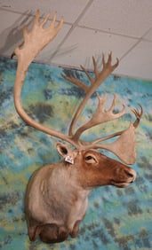 Nice Central Canadian Barren Ground Caribou Shoulder Taxidermy Mount