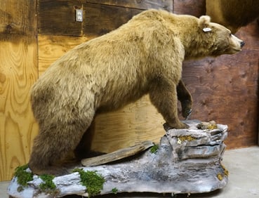 Beautiful Mountain Grizzly Bear in Natural Habitat Full Body Taxidermy Mount
