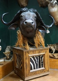 Very Nice African Cape Buffalo Shoulder Floor Pedestal Taxidermy Mount