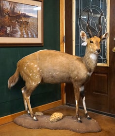 African Chobe Bushbuck Full Body Taxidermy Mount