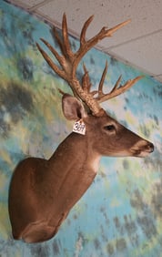190's + gross 19pts. Whitetail Deer Shoulder Taxidermy Mount
