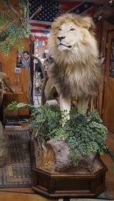 Super Awesome African Lion Full Body Taxidermy Mount in Natural Habitat **Texas Residents Only!**